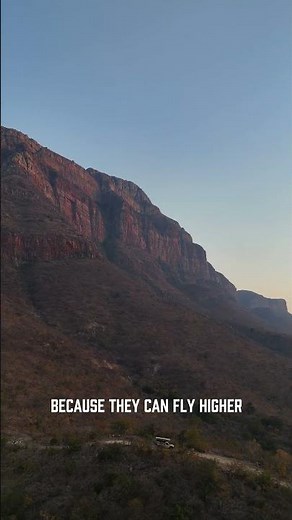 3. Why Are Africa’s Vultures Captured? – Guide Explains at Cape Vulture Lodge