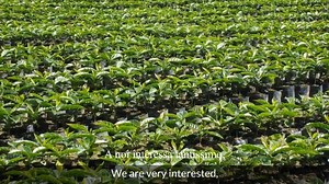 Watch D Danesi Caffe on Amazon Live