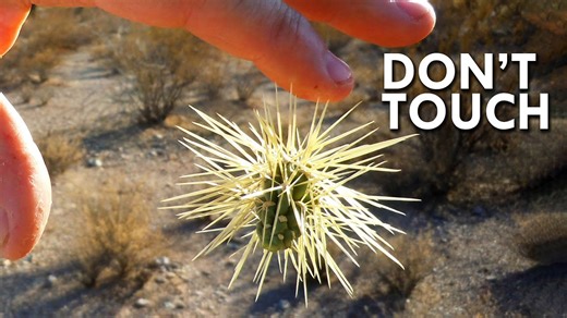 Jumping Cholla: When Cacti Attack