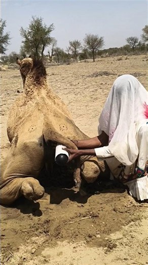 حيثما وجدت الناقة وجد الخير، فهي رفيقة الصحراء، ومصدر البركة، وسر الحياة عبر الأجيال