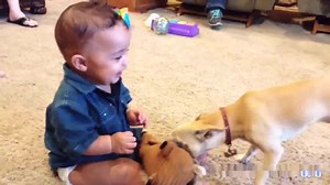 7.6K views · 57 reactions | Babies laughing at dogs :) | Videos That Make You Laugh | Facebook
