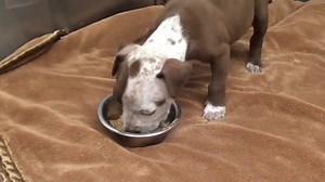 4.9K views · 130 reactions | Un cachorro de pit bull con la mandíbula...