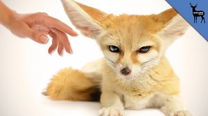 40K views · 827 reactions | Ever wanted an exotic pet? Here are some of the cutest (and legal!) pets you can have. | Animalist | Facebook