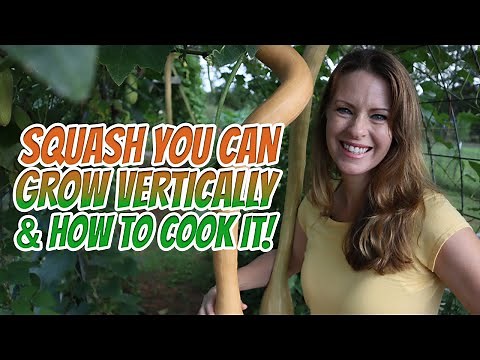 Tromboncino Squash - Squash you can grow vertically and how I cook it.