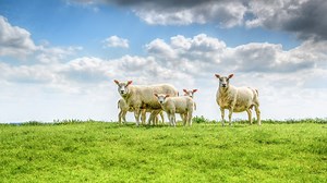 Dairy's Global Impact - IDF - IDF is the leading source of scientific and technical expertise for all stakeholders of the dairy chain