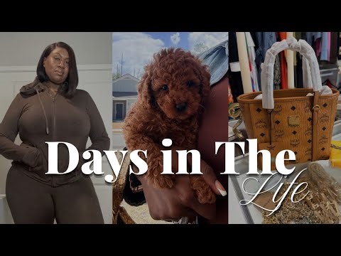 Vlog| New Toy Poodle 🐶 Brand Deals Advice, Unboxings & Reals days in the Life