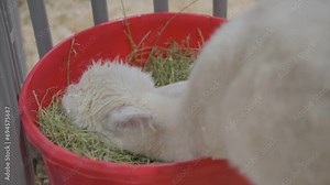 This video shows a llama eating alfalfa from a red bucket.