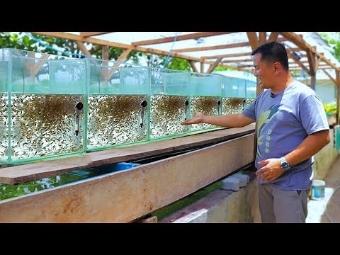 IMPORTED GOLDFISH Hatched Thousands of Eggs! This is the best way to Breed & Produce your Goldfish