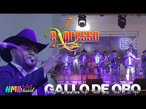 Gallo de Oro (En Vivo) - Expresso Musical