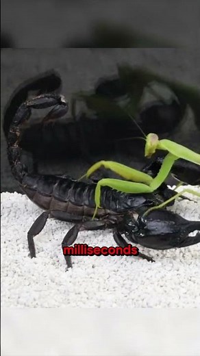 "Praying Mantis vs. Scorpion: Who Wins? 🦗⚔️🦂"