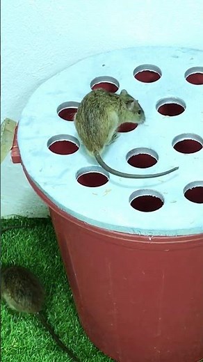 Easy mouse trap from household items that really works #diy #mousetrap #mouse 10