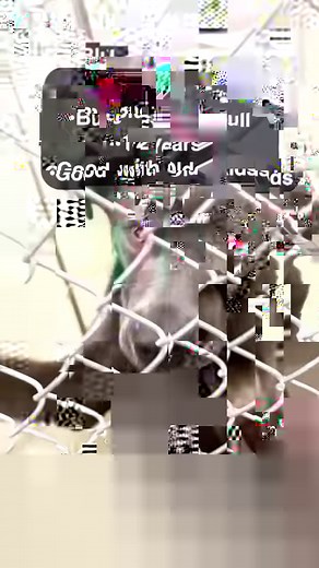 6.9K views · 41 reactions | Find your new fur-ever pet at Sioux City Animal Adoption & Rescue! Visit us at 2400 Hawkeye Drive to adopt today! | Sioux City, Iowa Government | Facebook