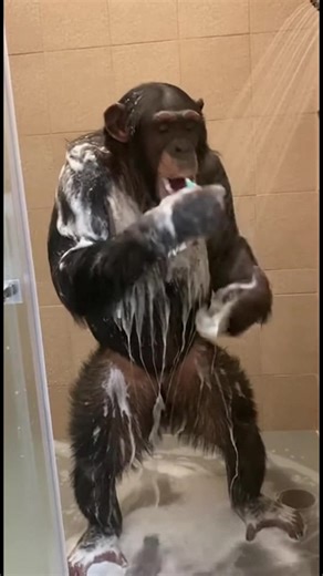 Rotina de Banho do Chimpanzé Este chimpanzé sabe como aproveitar um banho! #fblifestyle #AI Generated using Kling AI . . . (Apenas para fins de entretenimento. Consulte profissionais se forem apresentadas orientações sobre atividades. Nenhuma afiliação a marcas está implícita se alguma for mostrada. Se inspirado em fatos reais, podem ser incluídas adaptações criativas. O conteúdo pode incluir imagens públicas.) | Fabiosa Diariamente