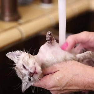 Don't just make today all about cats, make EVERYDAY all about cats with Cats 24/7 (CH 430) on #PlutoTV! http://pluto.tv/live-tv/cats-247 | Pluto TV