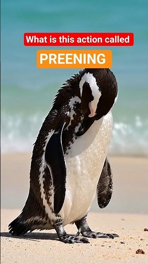 Preening vocabulary meaning #english ##englishlearning #learnenglishwithved