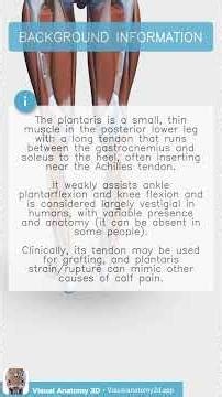 Anatomy Quiz - Structure Identification