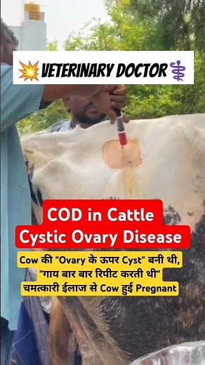 💥Cystic ovary in Cow | Follicular cyst treatment #viralshorts #veterinary #cow #trending #newsong