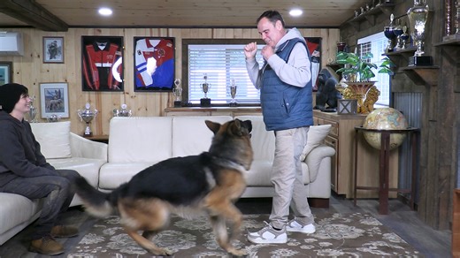 Happiness in Motion! | Kraftwork K9 Pro German Shepherds