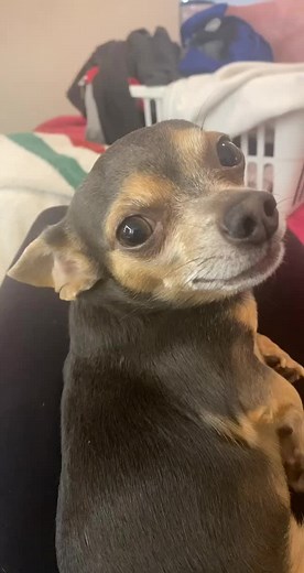 Funny Acting Dog Shivering Meme