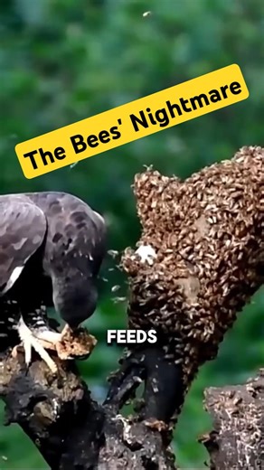 Destroy entire hives without fear 🐝🦅.... #HoneyBuzzard #AnimalFacts #Beehive