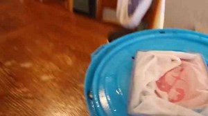 Trapping rare aquarium fish deep in the Everglades