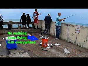 Skyway Fishing Pier Bonito & Mackerel Madness!