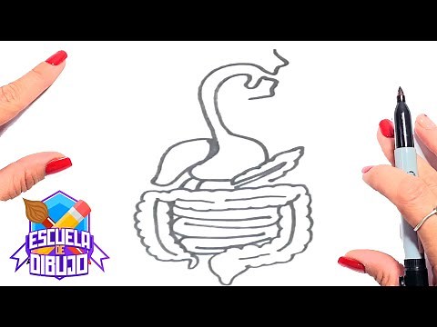 ¿Cómo dibujar un Sistema Digestivo? - 👥 Dibujo del Sistema Digestivo 👥