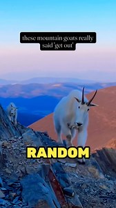 He Popped out of Nowhere 😮 🎥 (Gabriella Whittaker via ViralHog) #mountaingoat #mountains #goat #funny #funnyvideos | Brennan Rogers