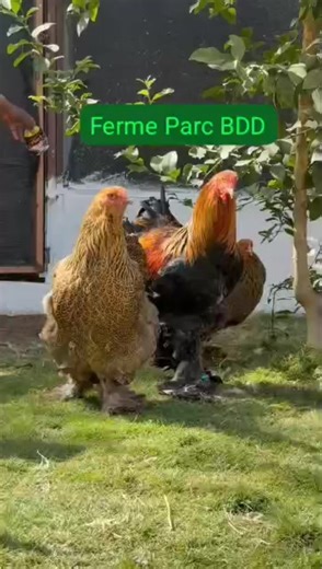 Basse cour days Sur le ring , Brahma Pedrix High quality | Ferme Parc Bdd