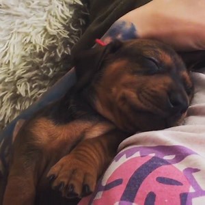 3.5K views · 231 reactions | Cute dachshund pup ! It's time to have a nap ! Insta: @bezdnaunkind | Dachshunds today | Facebook