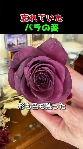 What Happened When I Dug Up a Rose Forgotten for a Year