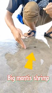 2.2K views · 39 reactions | Simple tools untuk menangkap udang mantis... #MANTISSHRIMP #udanglipan | Khairul Fathi Mohamed | Facebook