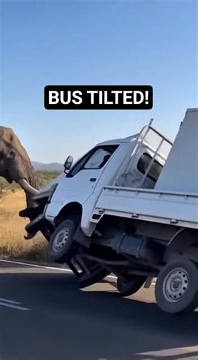Elephant Hit the Bus So Hard It Almost Tipped 😳 #quicktales