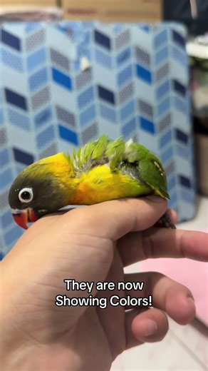 Aqua and Jade Update: Discover Their New Colors!