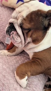 9.4K views · 486 reactions | It must be so tiring to be the main reason why everyone else is tired  #bulldoglife #dogreels #englishbulldog #crazydog #funnydogs | Bentley & Finn | Facebook