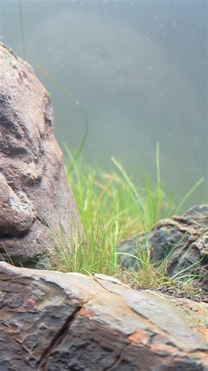 ADA 60p after melting period #aquascape