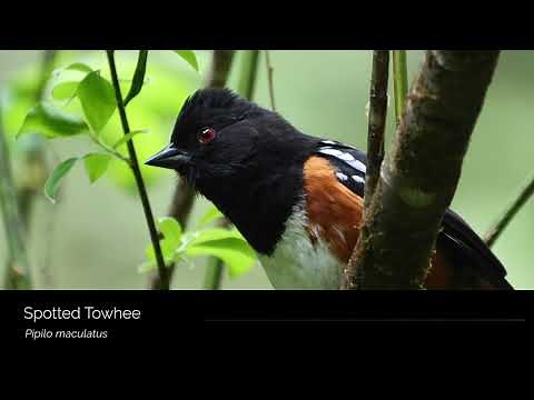 Spotted Towhee