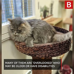 3K views · 57 reactions | Our reporter Oliver visited Bedford Cat Cafe and said it was purrfect | Bedfordshire Live | Facebook