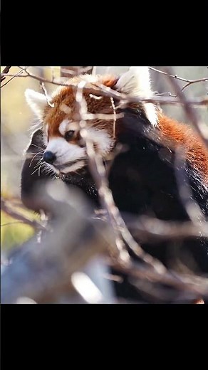 Red Panda – The Cutest Animal in the World 🐾 | Wildlife Shorts
