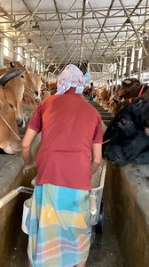 74K views · 1.1K reactions | The shepherd is constantly feeding the bulls with grain food with his own hands #bulls #eating #cattlefarm #shortsreels #viralvideoシ #foryoupageシ | Bulls take care | Facebook