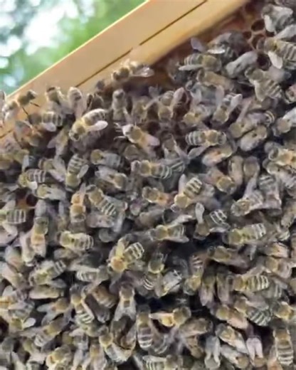 Queen Bees SING! Rare educational moment from one of our honey suppliers. A queen bee knows when the colony have been scheming behind her back and created a new queen cell! The unmistakable sound of The Queen singing a warning alerts many beekeepers to investigate further. Turn your volume up! #beekeeping #queenbee #nature | Farmer Palmer's Farm Park