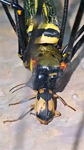 "Hunter vs Defender: Can the Spider Survive the Blast?"