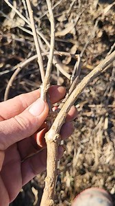 4K views · 97 reactions | GOJI BERRIES... Or WOLF BERRY.... this...