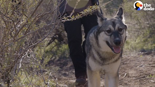 9.3M views · 345K reactions | Rescued wolf dog puppy runs with her pack now ❤️️ | The Dodo | Facebook
