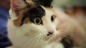 541 reactions · 386 shares | Adopt your next best friend at National Adoption Weekend, Sept. 11-13. | PetSmart Charities | Facebook