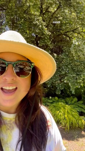 Sam Bridge Nursery & Greenhouses | Garden Center & Landscaping on Instagram: "Ask us why we love the Japanese snowbell! Styrax japonicus is one of the best, most underrated flowering trees. We've loved this one for many years and have several available for planting right now. Fragrant, white, bell shaped flowers welcome June year after year. #sambridge #plantnursery #gardening #landscaping #floweringtree #greenwichct #connecticut #fairfieldcountyct #westchesterny"