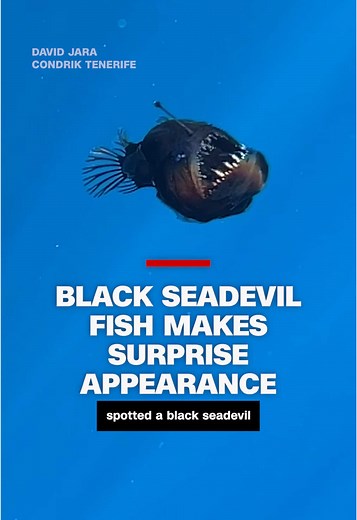 First Images of Adult Black Seadevil Anglerfish Captured