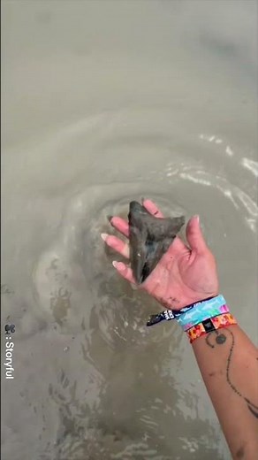 Massive prehistoric shark tooth found along a Florida beach