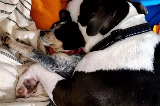 Lucu dan Menggemaskan, Anjing Besar Ini Rawat Semua Anak Anjing yang Datang di Rumahnya - Bobo