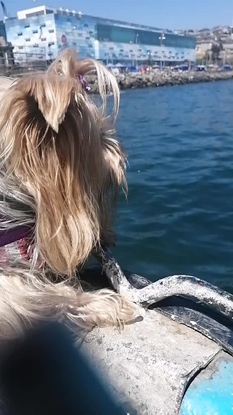 Adorable Dog Enjoys Scenic Boat Ride by the Coast